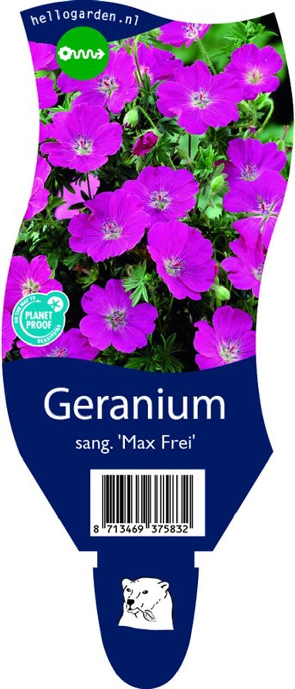 Geranium sang. 'Max Frei' - P11